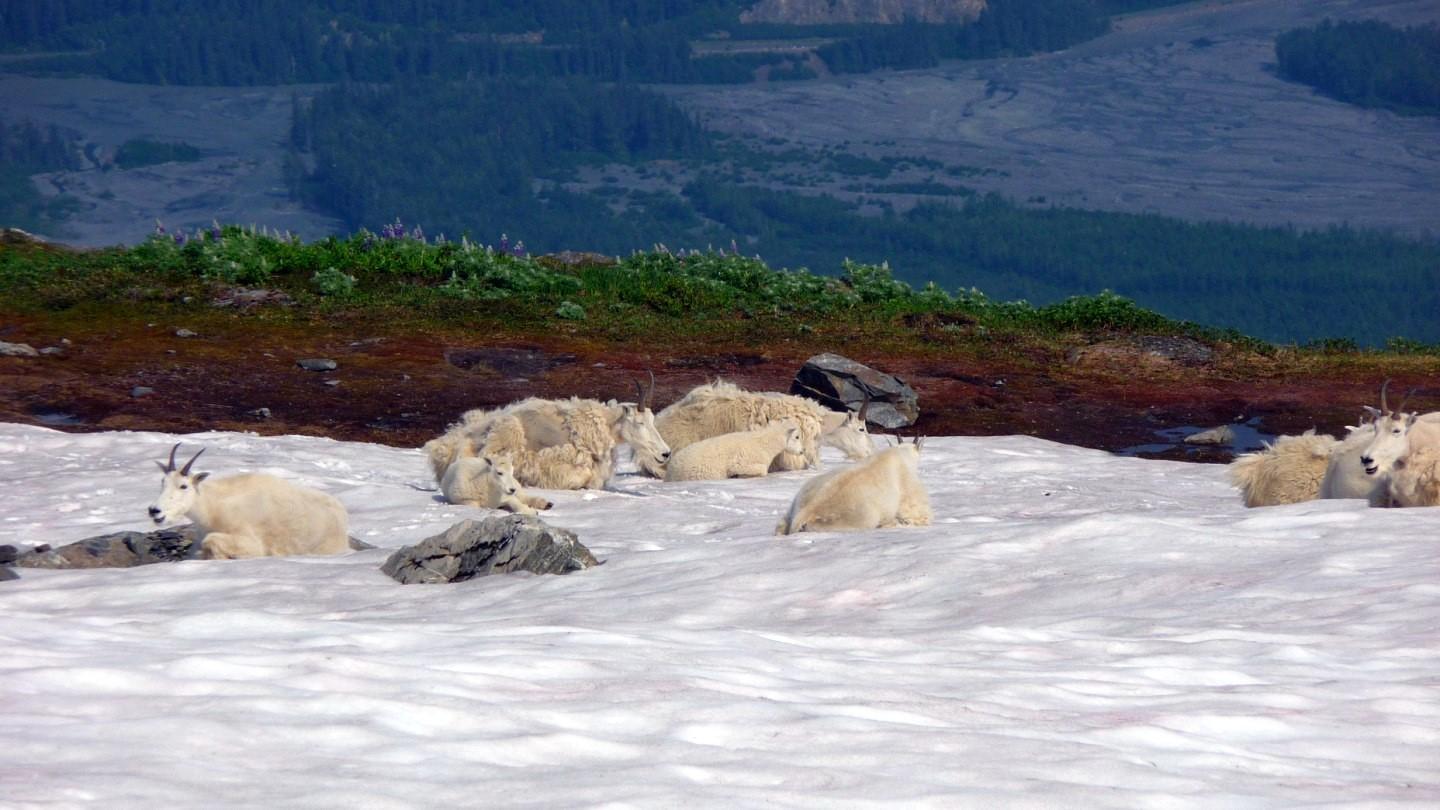 Kenai Fjords National Park