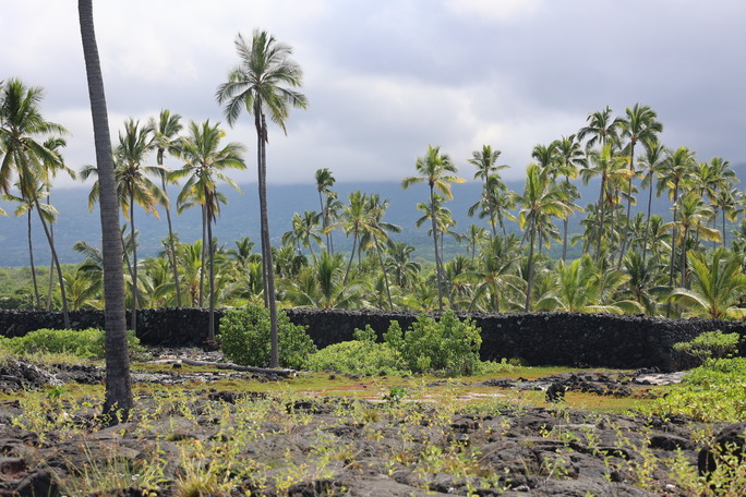Coconut trees at Pu'uhonua o Hōnaunau