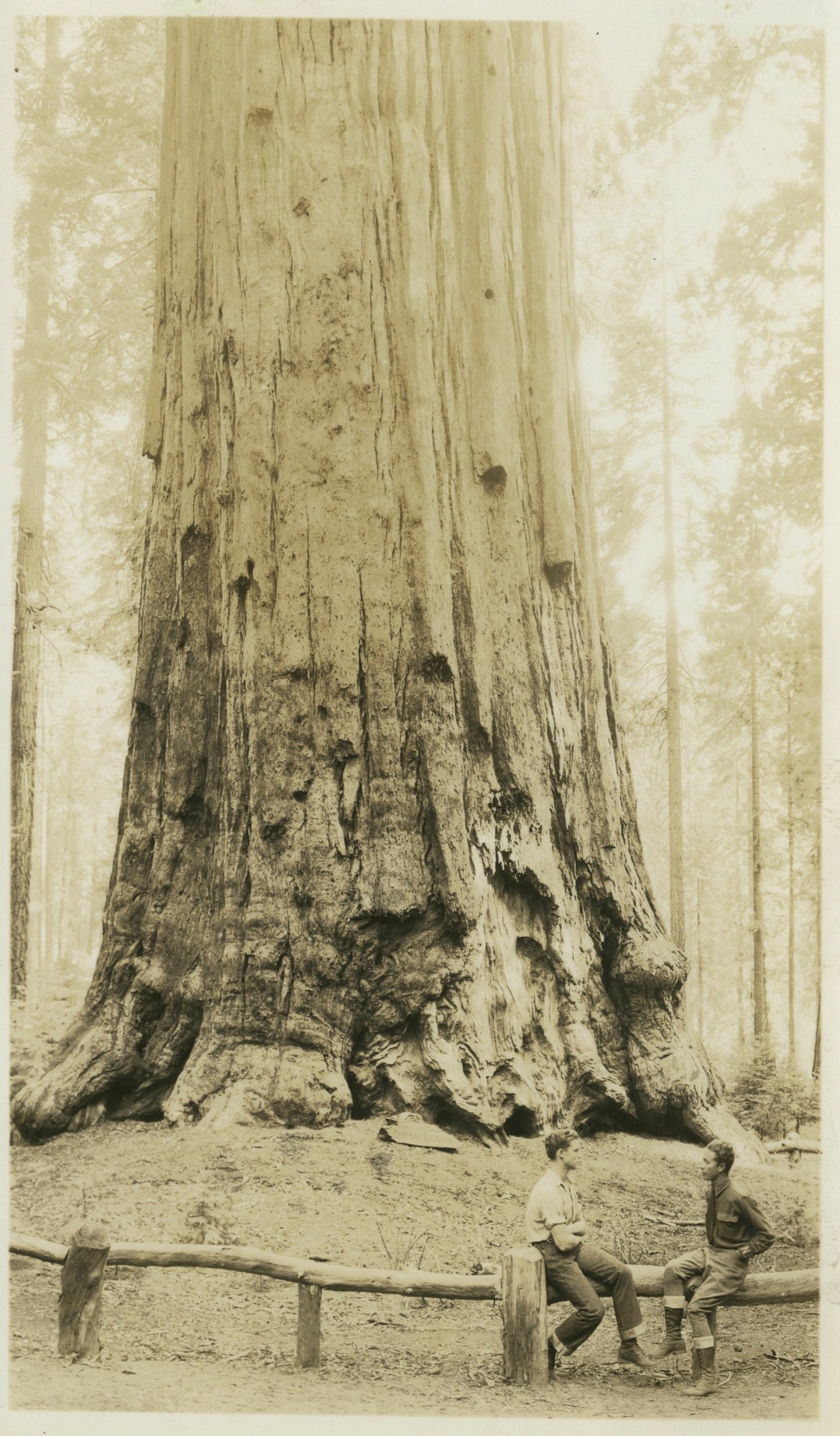 SEKI Roberts Collection Series: 3 Prints; 1 Small; 13 Sequoias