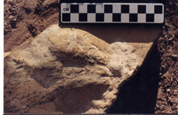 a 3 toed track in a piece of rock on the ground with a ruler next to it.