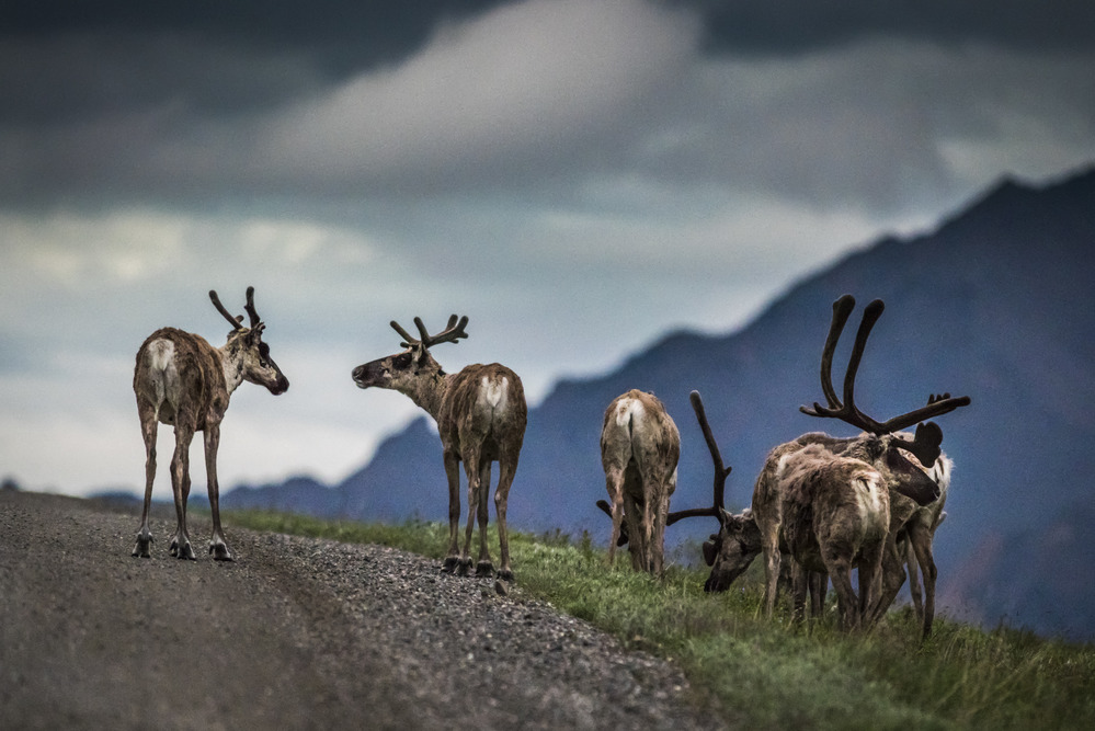 Best Places to Photograph Denali