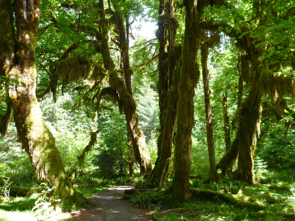 Hoh Rainforest