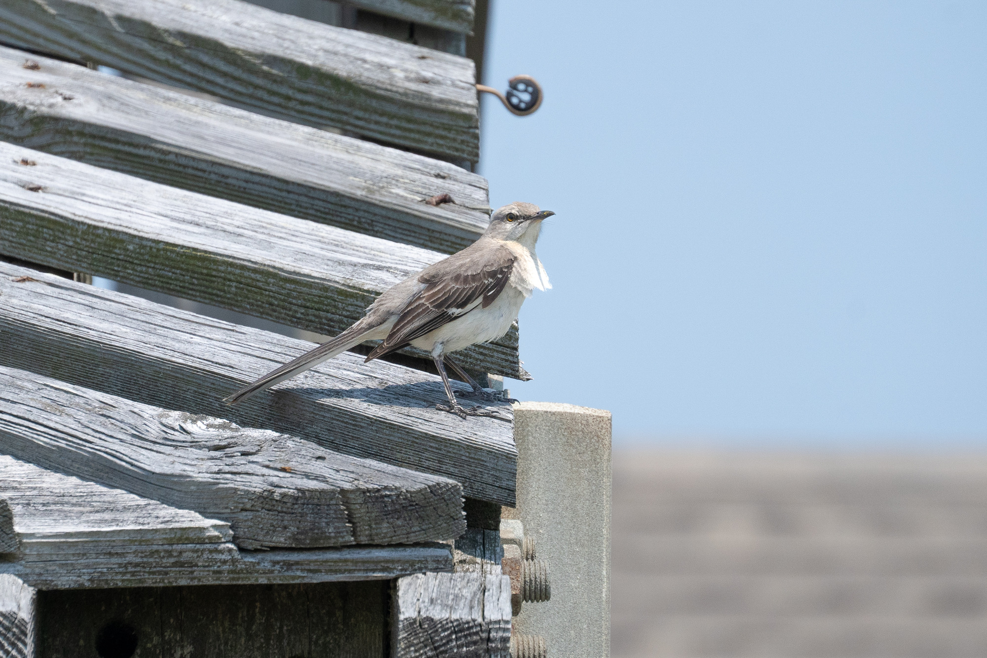A gray and brown songbird stands on a unpainted wooden roof with blue sky in the background.