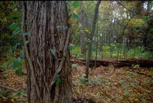 Image of a wooded area.
