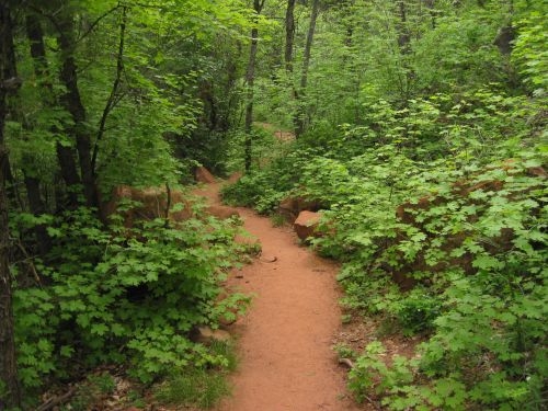 A sandy trail is surrounded by bright green maple trees. 