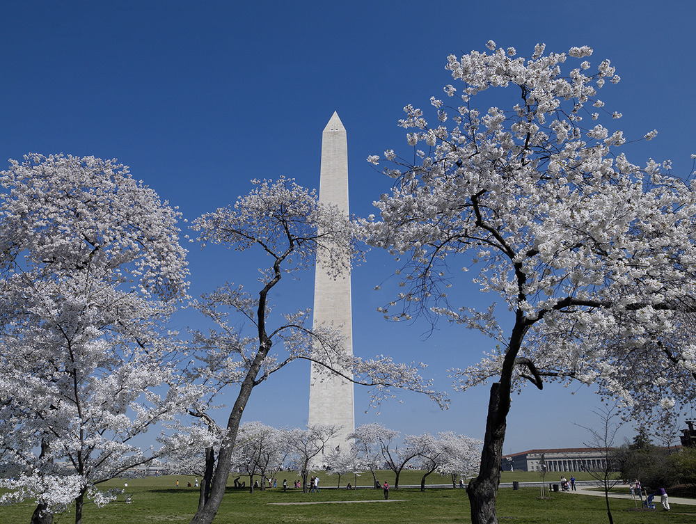 Cherry Blossom Festival