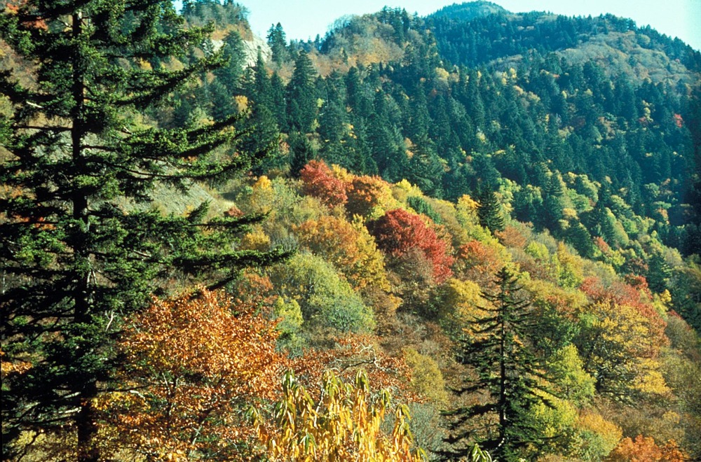 Autumn - Leaf Colors at Newfound Gap