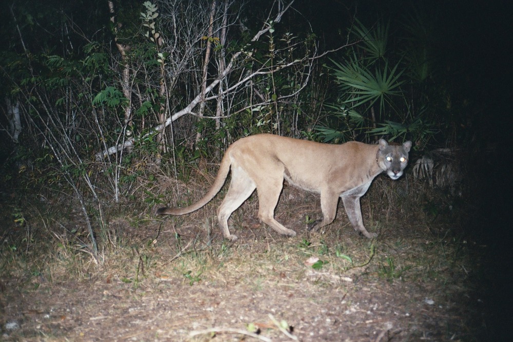 Florida panther at night