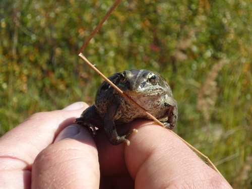 a small frog sitting on a person's hand