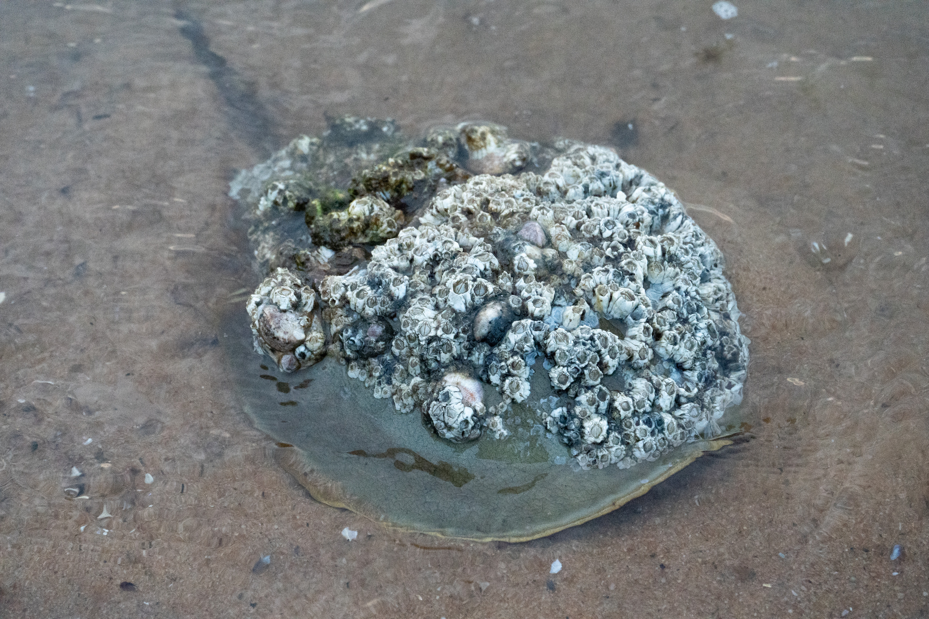 A close-up of a greenish horseshoe crab partially submerged in shallow water with many white barnacles growing atop its carapace.