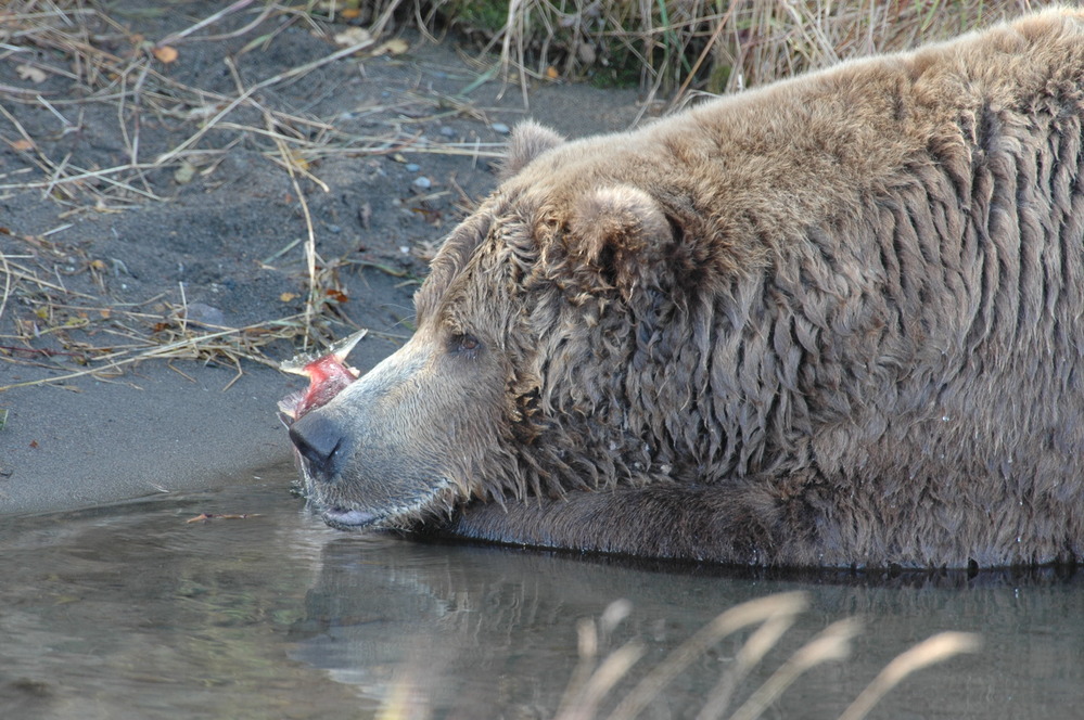 bear lying in water and holding a salmon