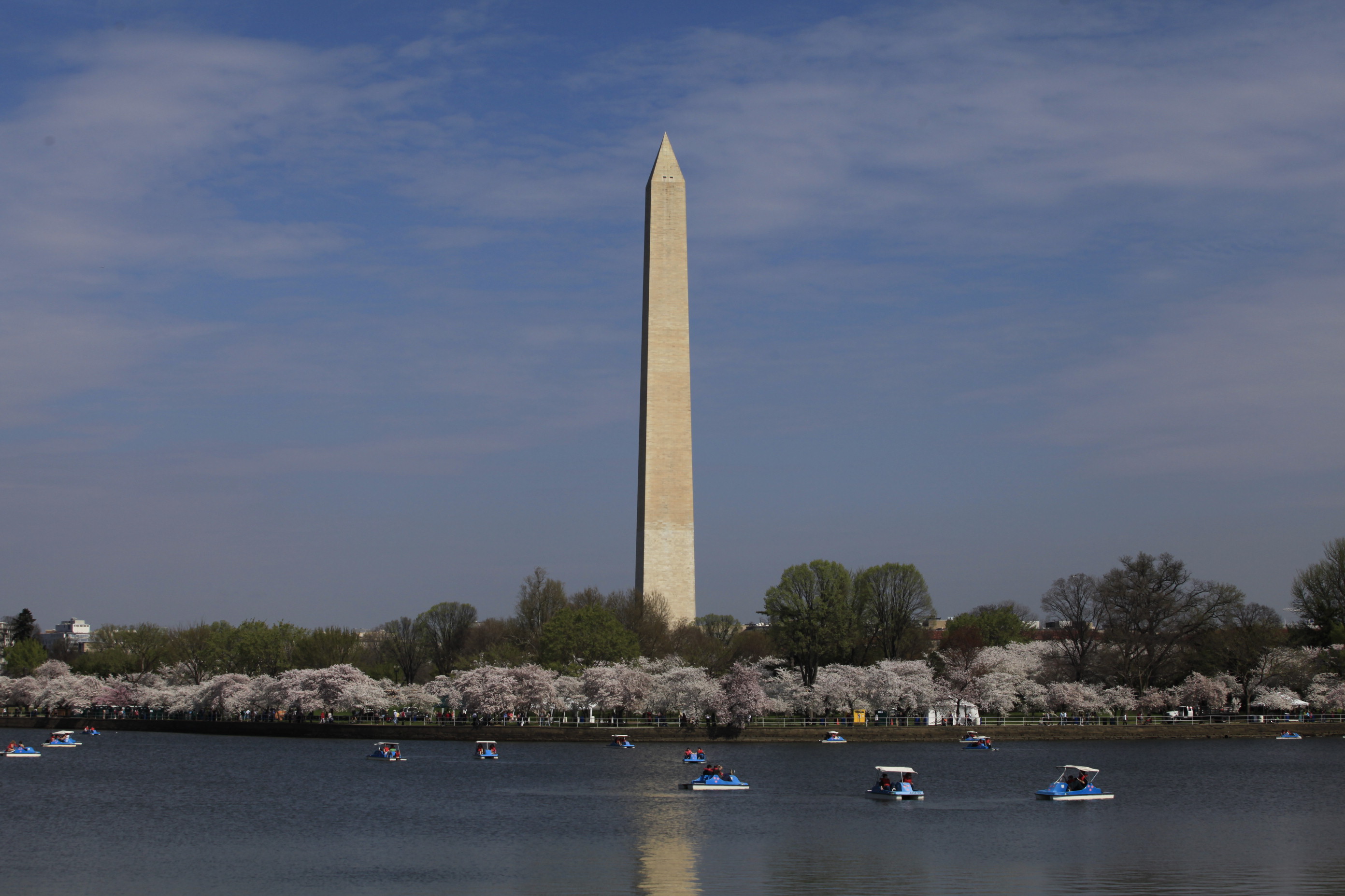 Cherry Blossoms around the Tidal Basin