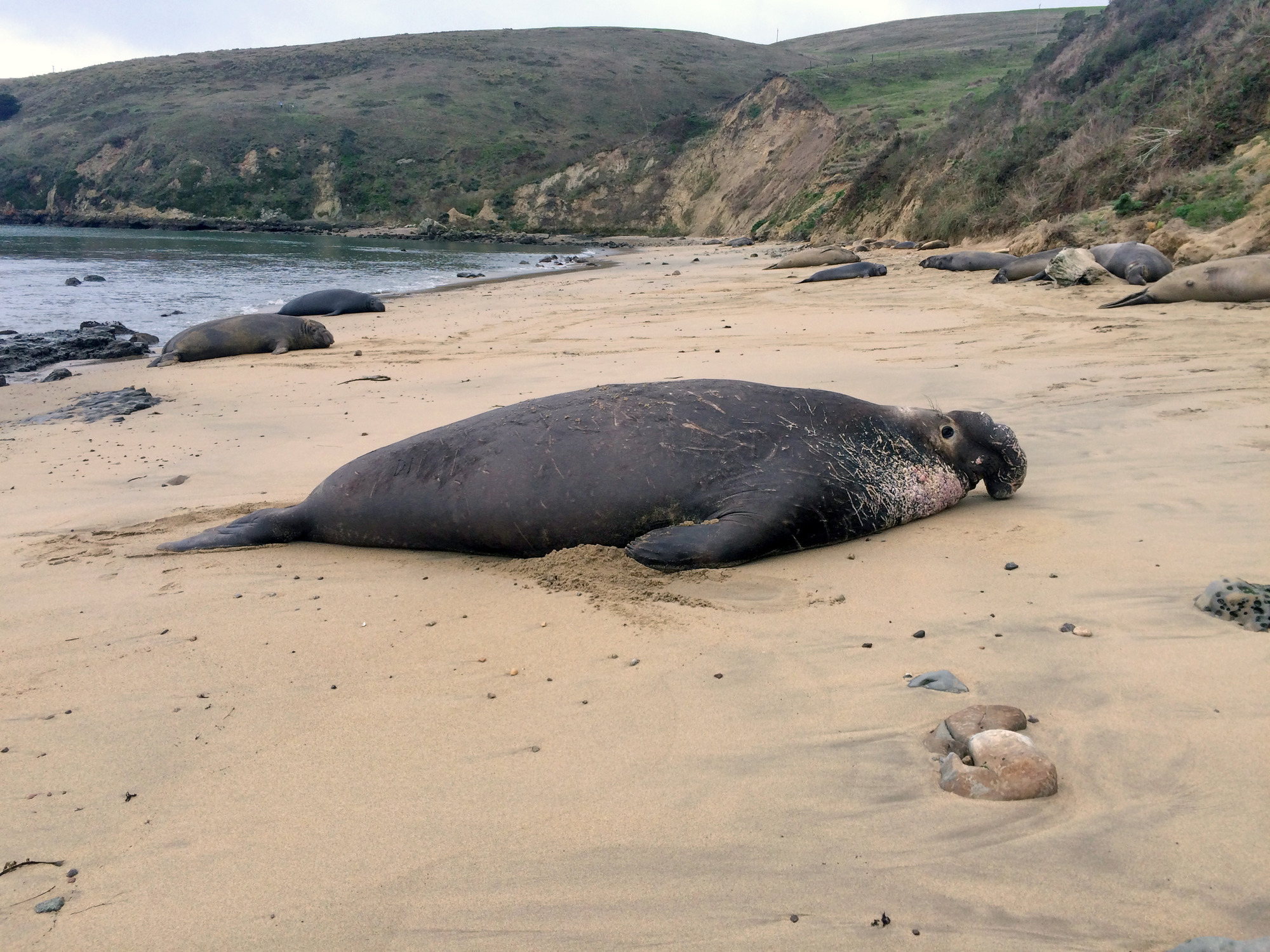 Elephant Seal Photos & Multimedia - Pacific Coast Science And Learning  Center (U.s. National Park Service)