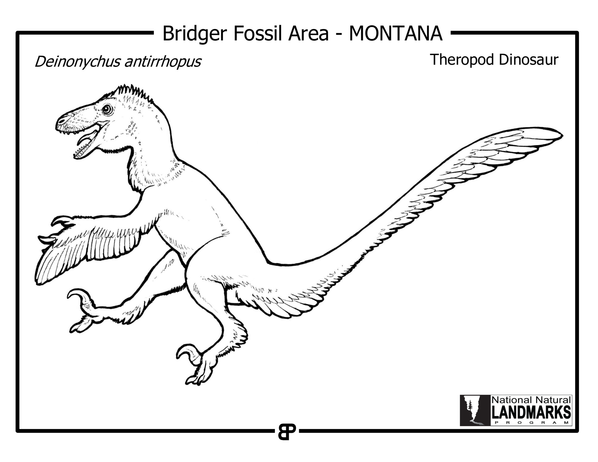 black and white drawing of a small "feathered" dinosaur with claw-like feet.