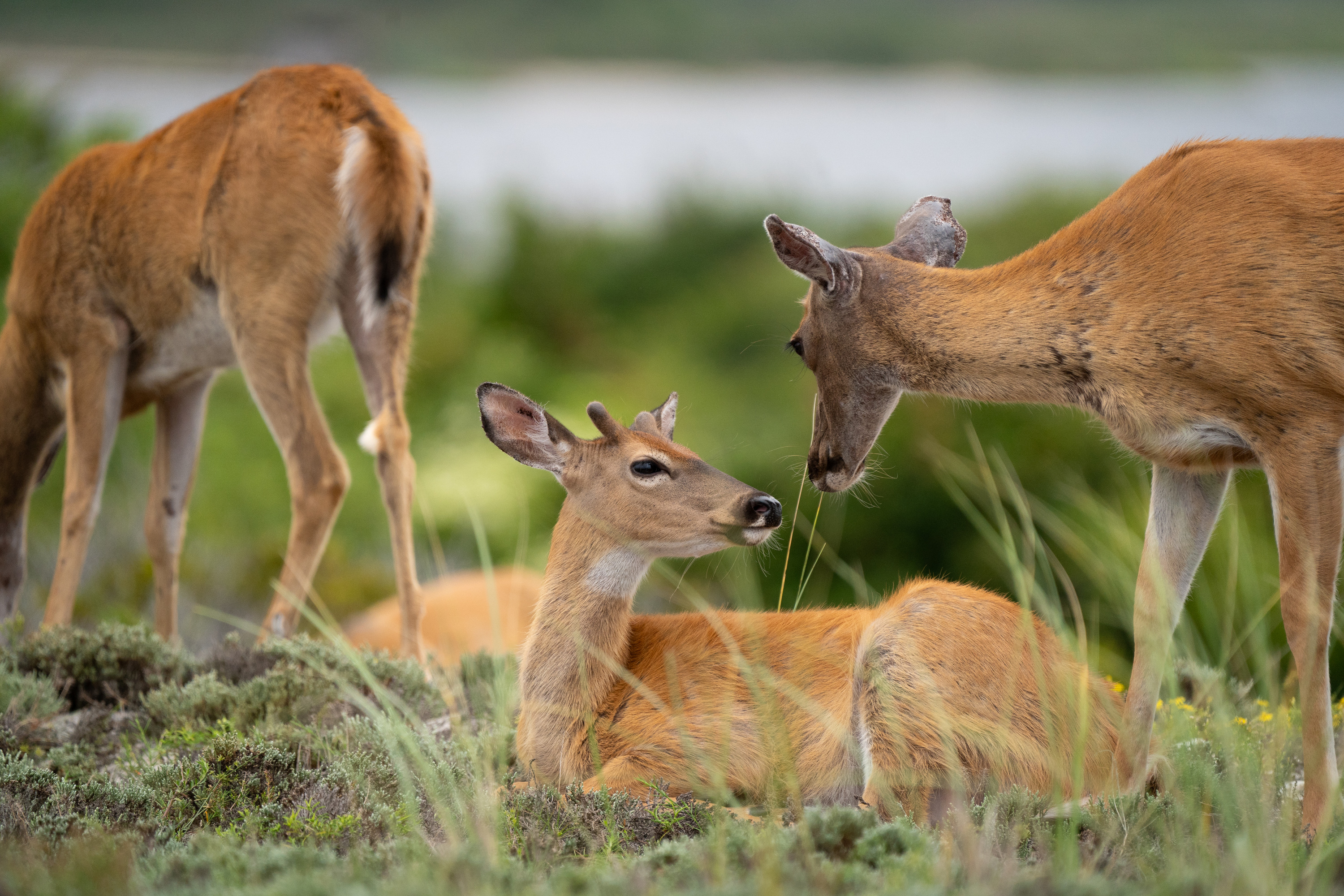 Two deer with reddish-brown fur look at each other as one rests on beach heather and another deer eats from the ground.