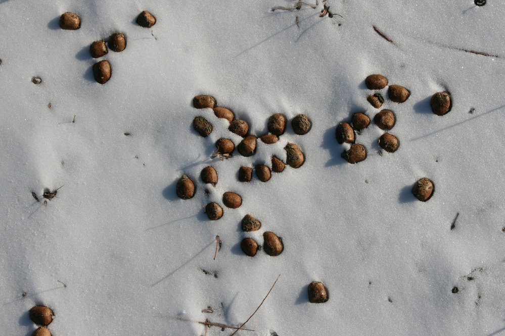 Moose scat in the snow