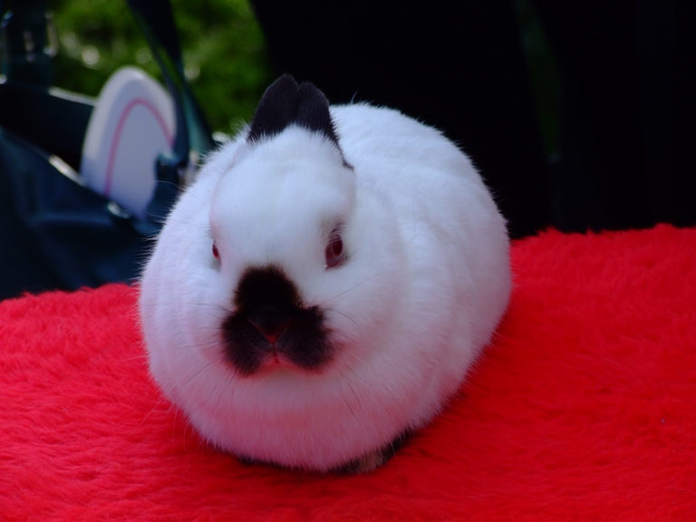 Tintin, a white bunny, sits on a table