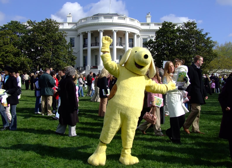 A strolling character - a yellow dog - walks around the White House Lawn 