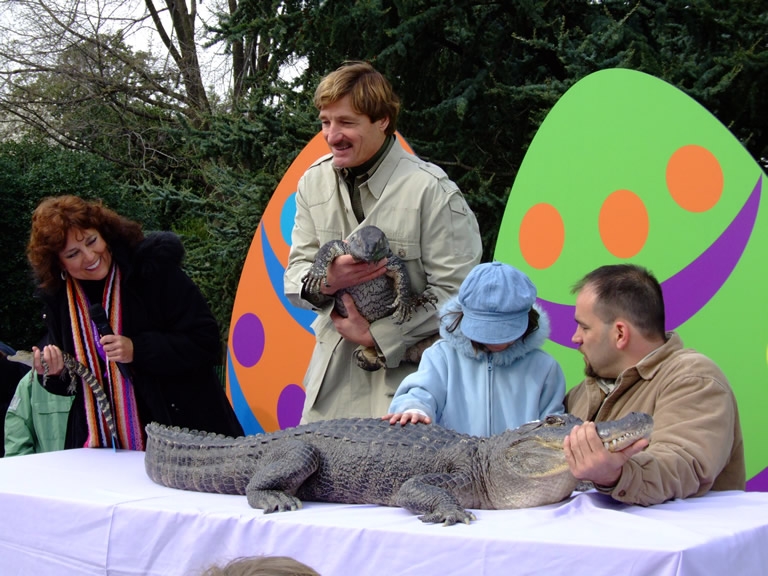 A child pets an alligator