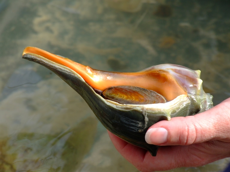 A sample of marine life