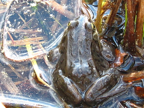 A small frog in a shallow puddle surrounded by grass