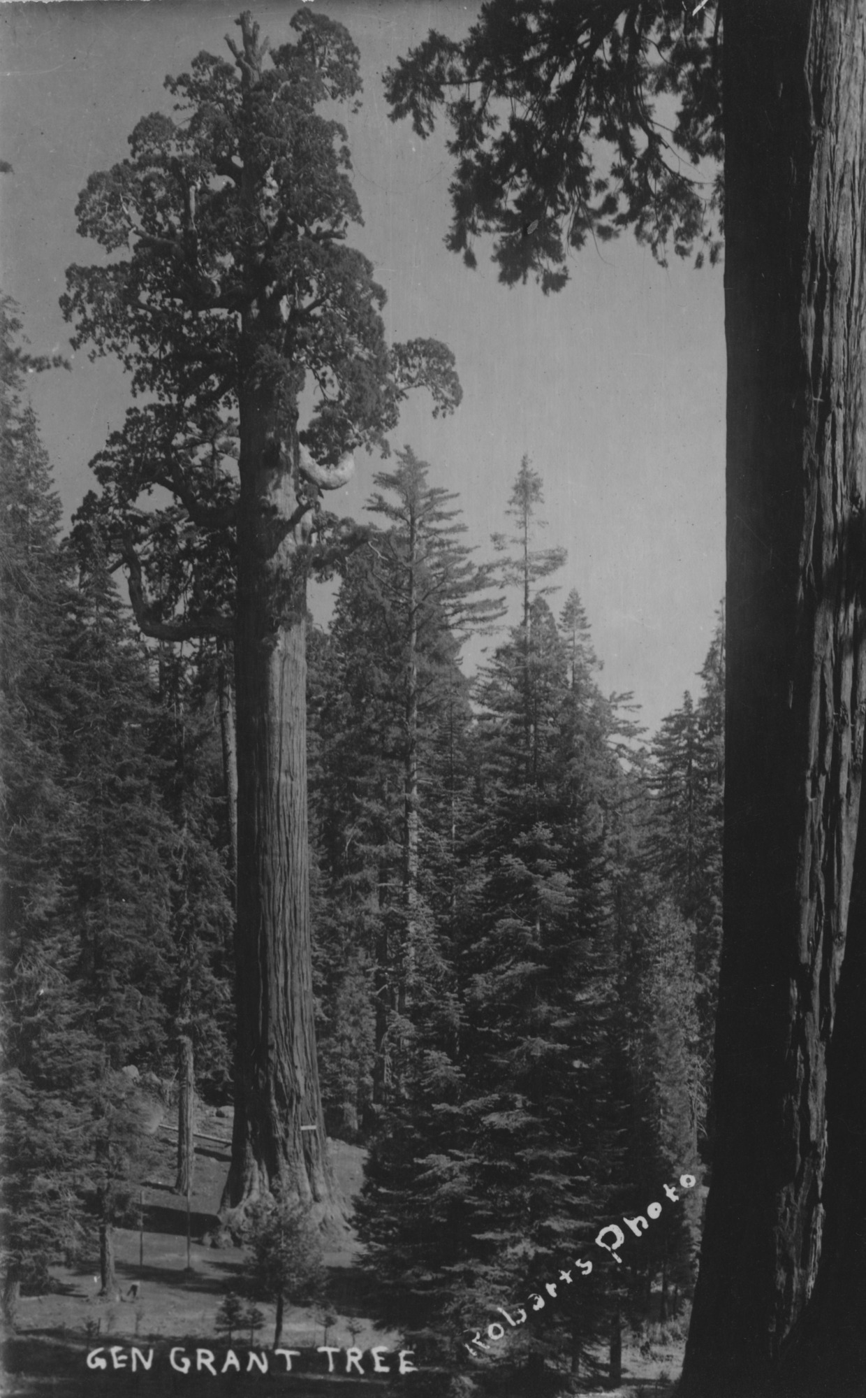 SEKI Roberts Collection Series: 3 Prints; 1 Small; 13 Sequoias