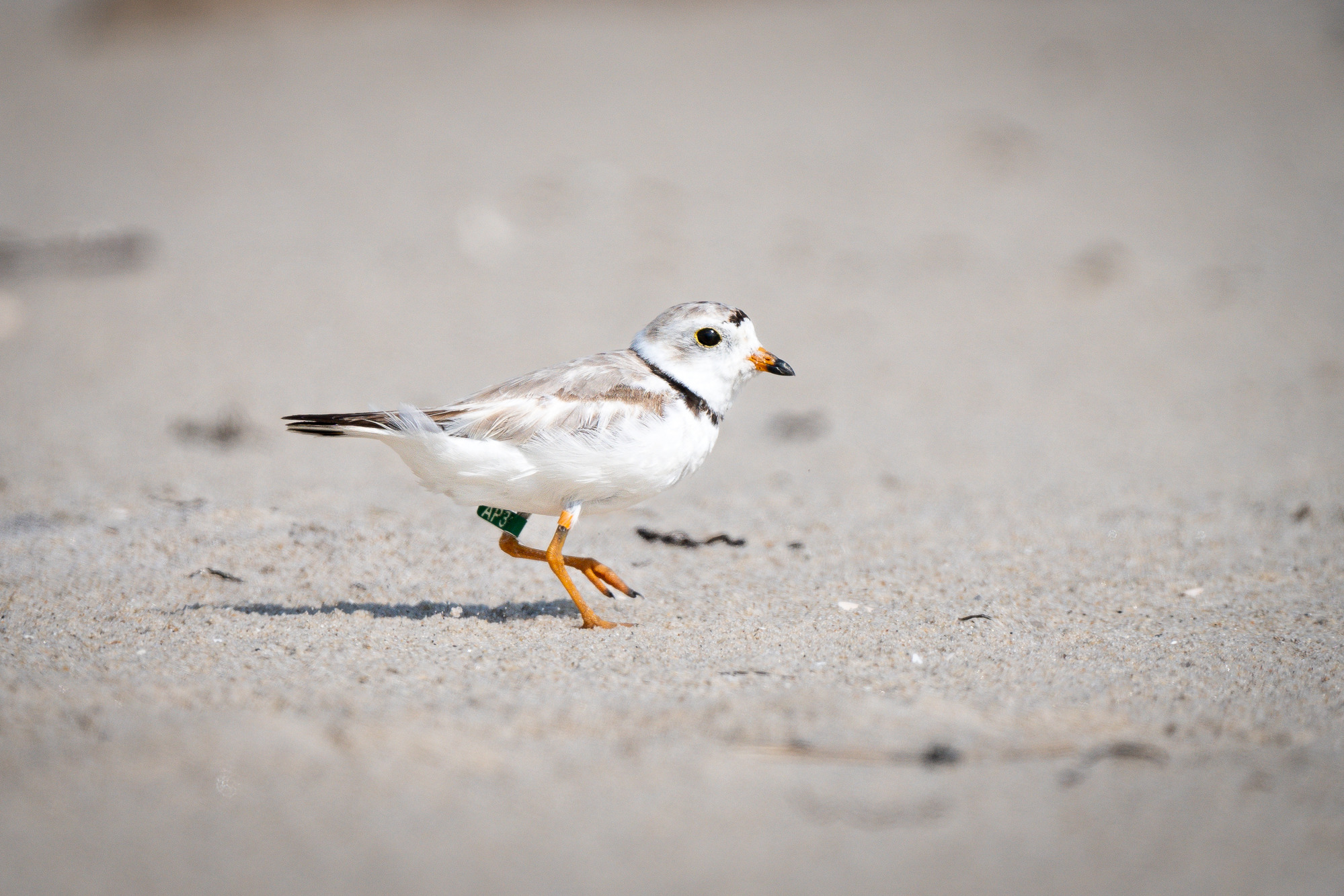 A close-up of an adult piping plover in motion on sand with white and sandy-colored plumage and orange bill and legs.