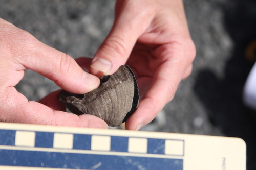 2 hands holding a clam-like shell with a ruler in the foreground.