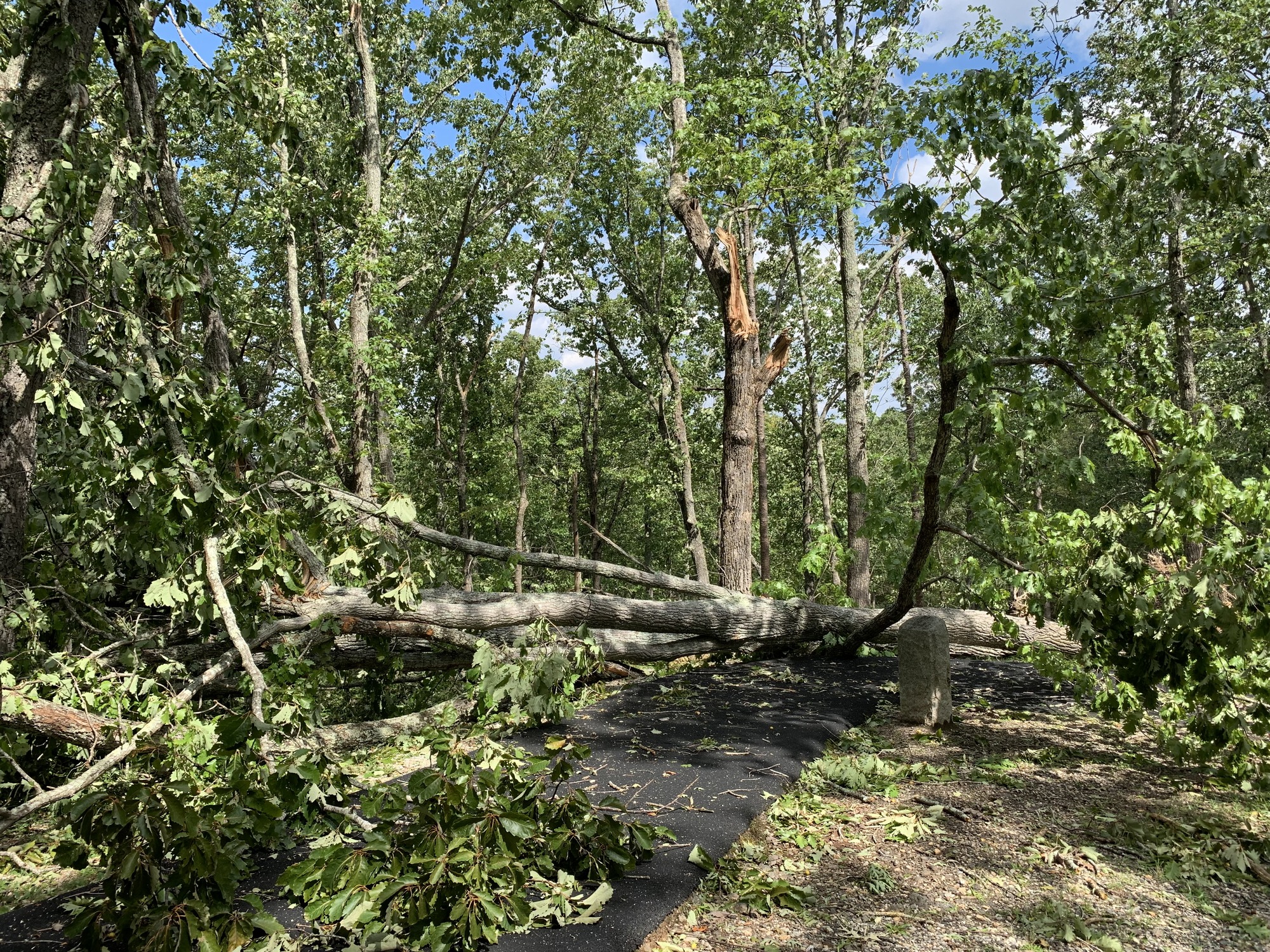 A large tree blocks a paved trail. Trees around it show signs of broken branches.
