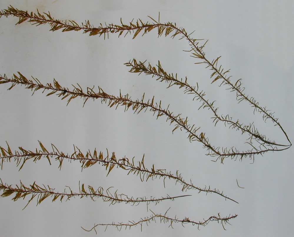 Six horizontally laid out hairy tendrils of Bottlebrush seaweed