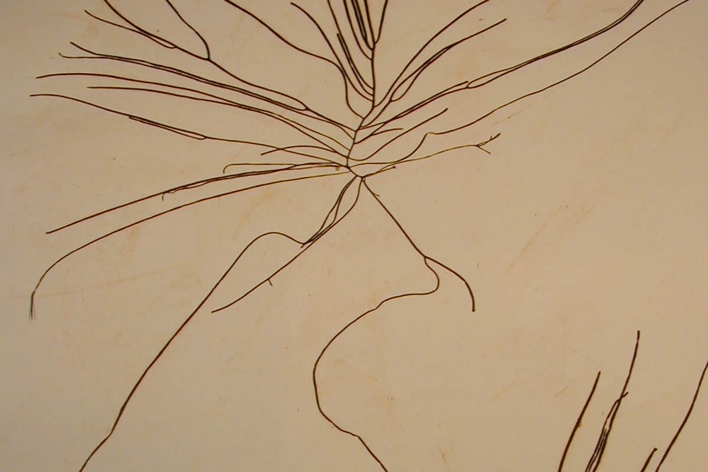 Microscope view of long strands of algae
