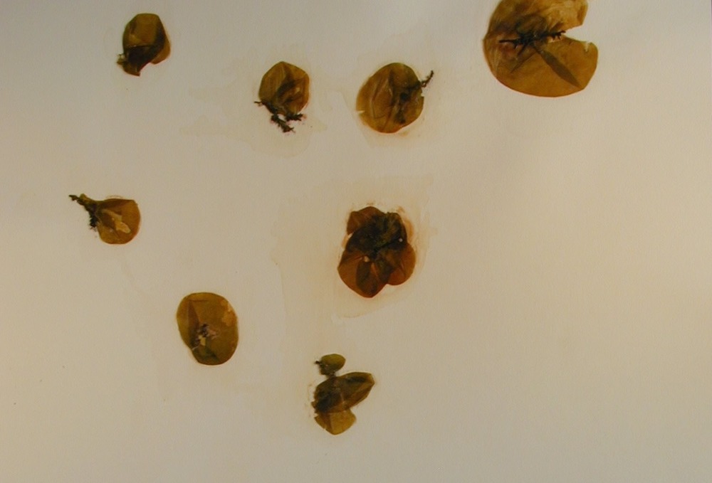Microscope view of bulb seaweed - a small globular pieces of algae.