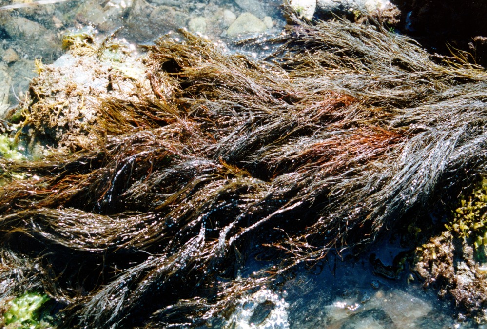 Thick clumps of brown and dark green hair-like algae on a beach.