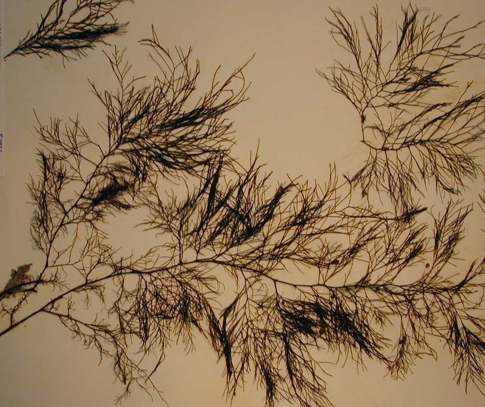 A branch of algae with numerous smaller, delicate branches and hairs growing off the main 'stem'