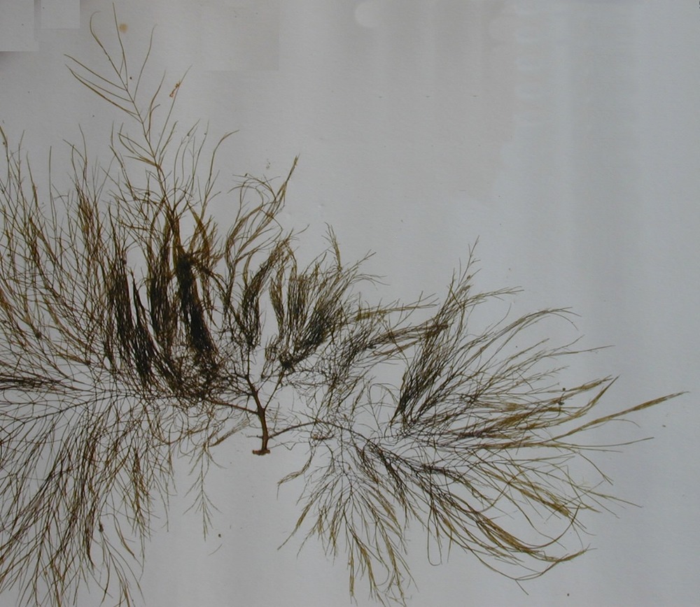 Long, delicate, hair-like fronds of dark green and brown algae.
