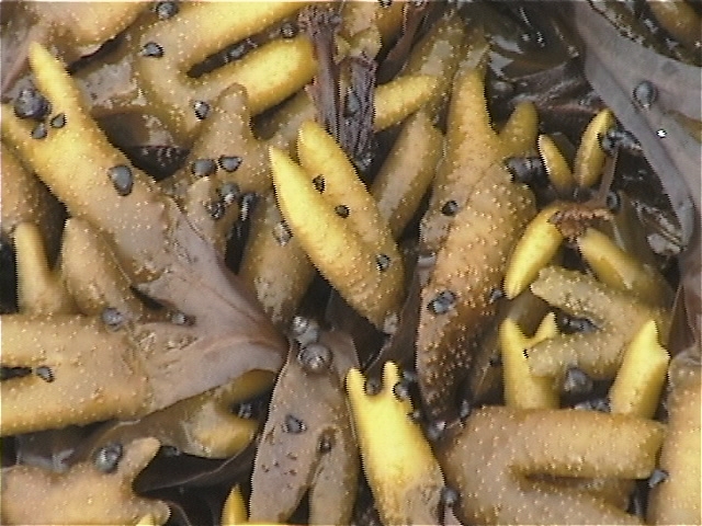 Close-up of greenish-brown, dimpled prong-shaped fronds of algae.