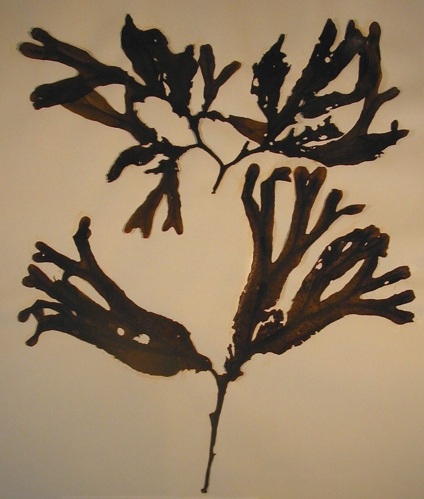 Greenish-brown dimpled prong-shaped fronds branching off a main stem.