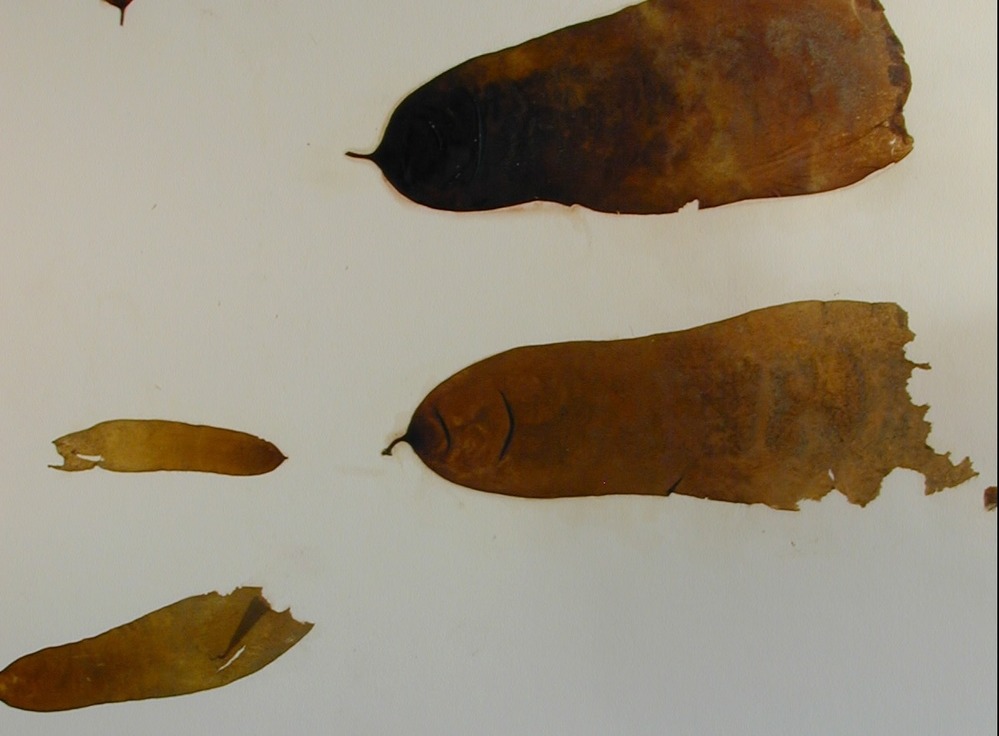 Oblong fronds with one end rounded and ending in a small stem.