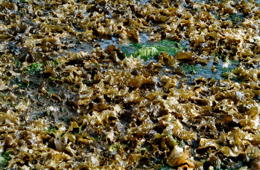 Layers of wavy, wide fronds of greenish-brown algae on a beach.