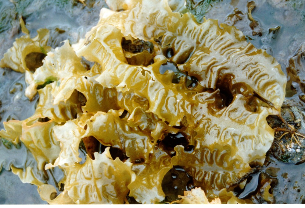 Wide, dimpled fronds of algae with wavy edges, piled on a sandy beach.