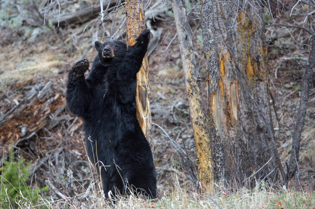 Photo Gallery (U.S. National Park Service)