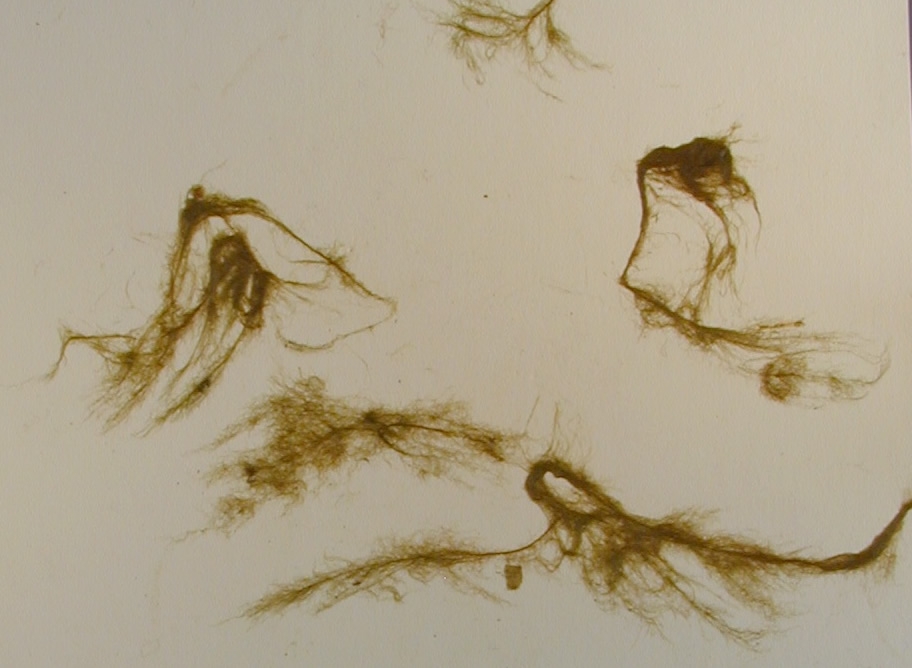 Four fronds of light green algae covered with numerous wispy branches.