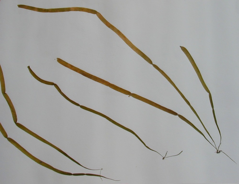 Six long tube-like algae fronds.