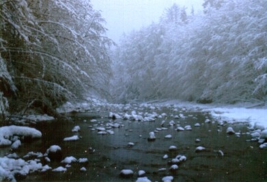 Snowy trees hanging over a river dotted with snowy rocks.