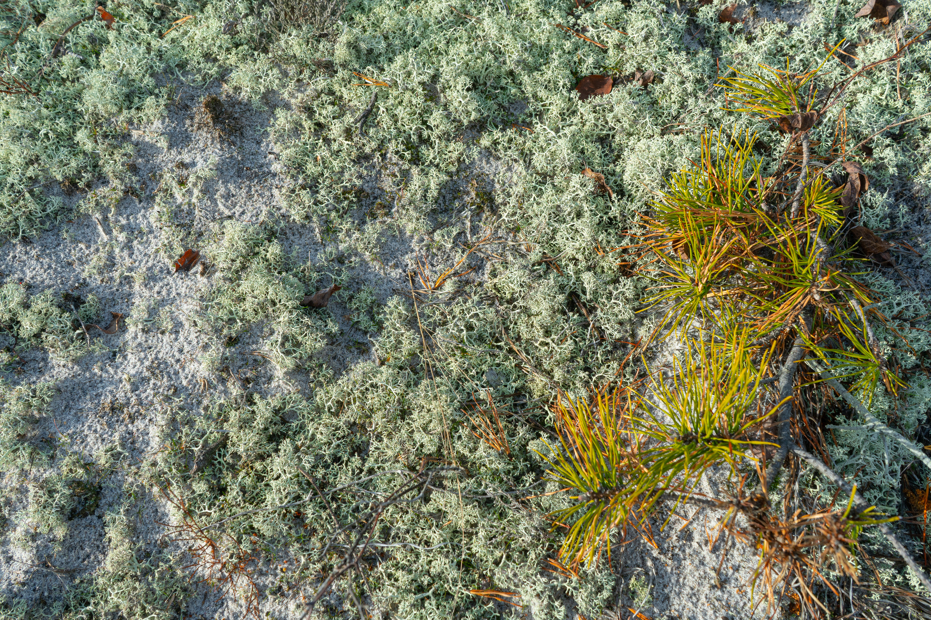 A mat of light green colored vein-shaped lichen on sand with a pitch pine sapling in view.
