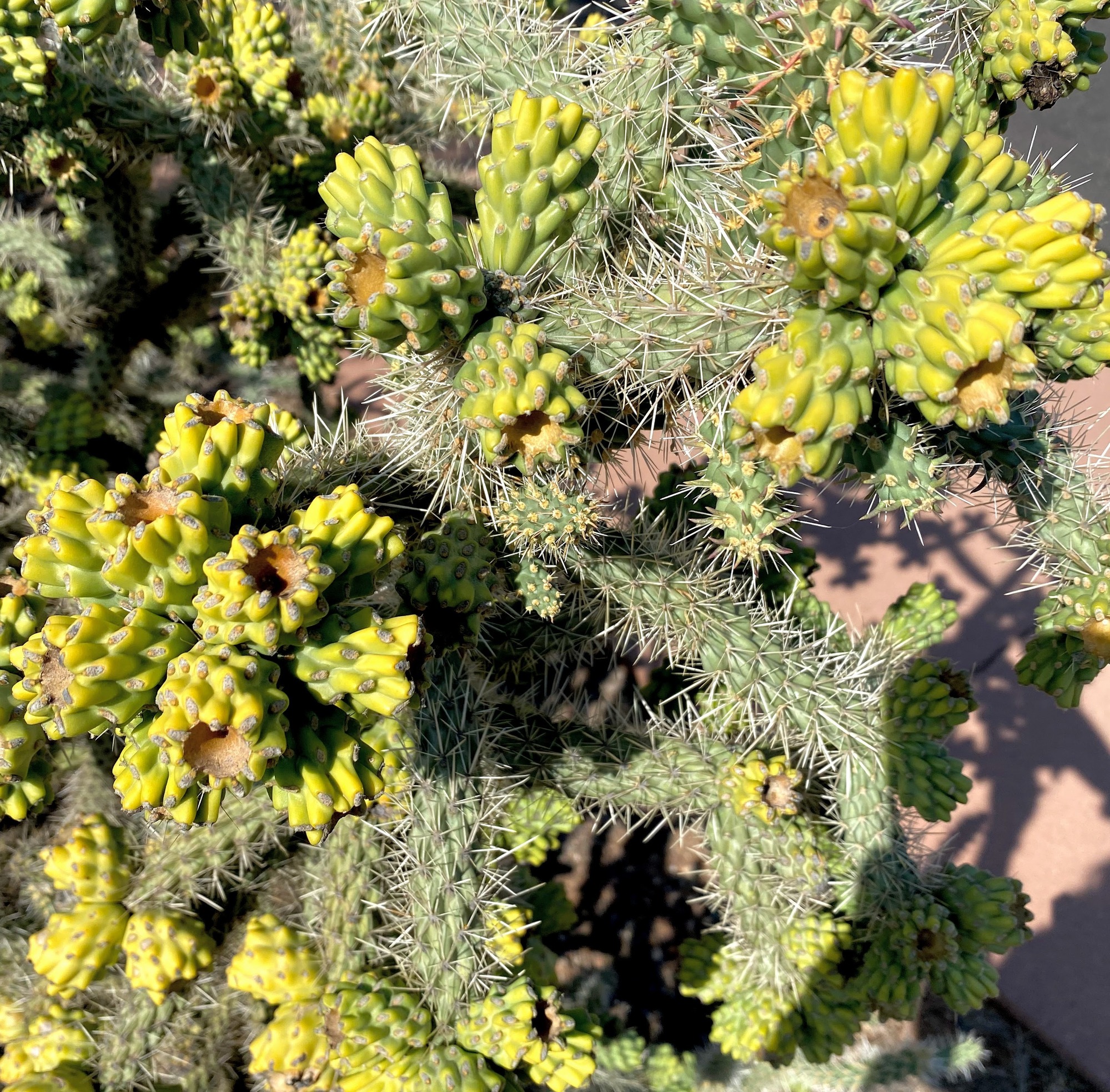 Cacti and Desert Succulents - Tuzigoot National Monument (U.S. National  Park Service)