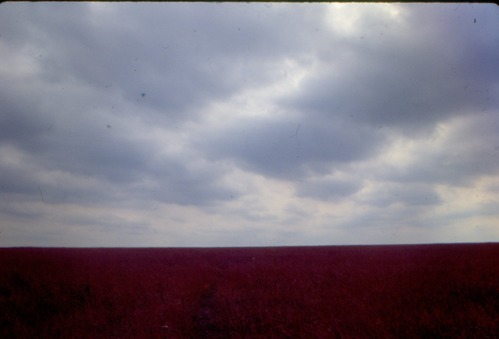 Image of a vast prairie under a cloudy sky.