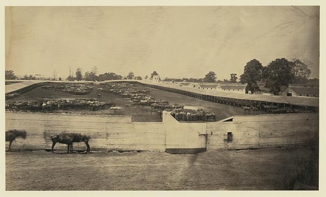 Horses in stockade circa 1864