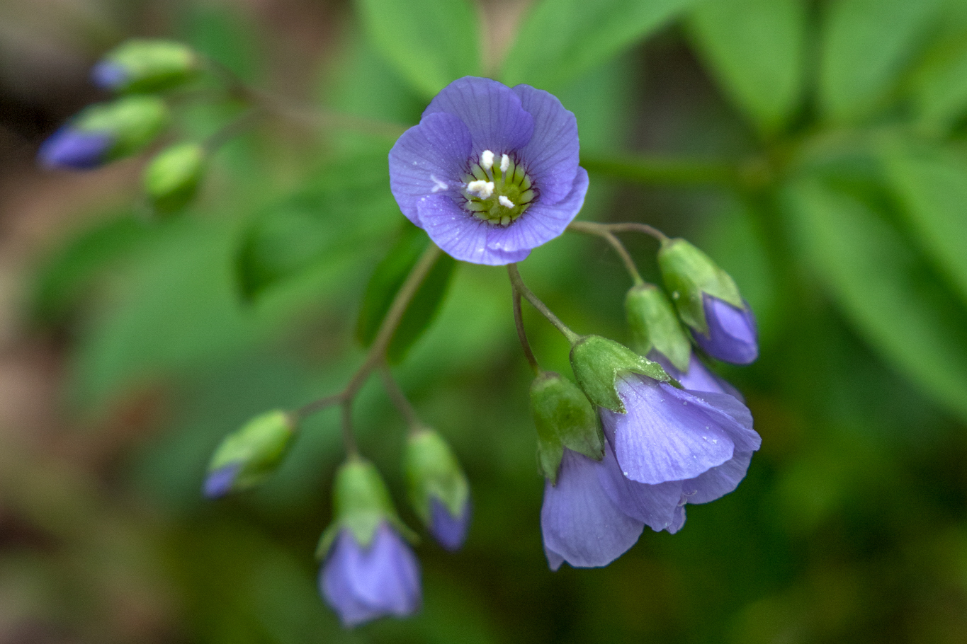 Wildflowers - Mammoth Cave National Park (U.S. National Park Service)