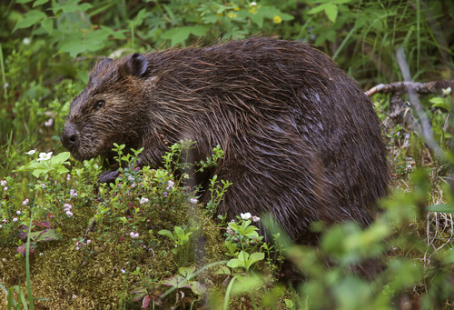 a beaver chewing on something